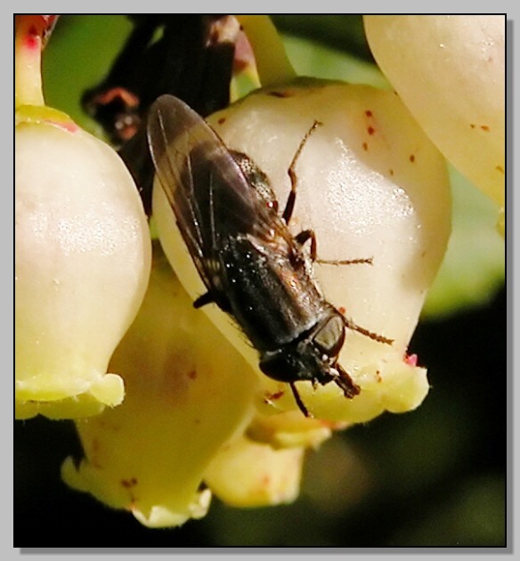 Stomorhina lunata